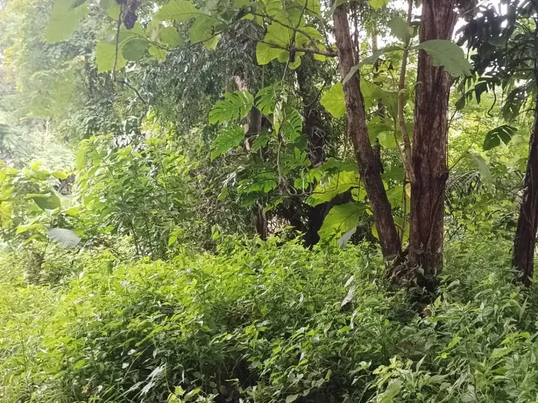 Dijual tanah komersil los sungai lokasi kaba kaba Dekat ke pantai seseh munggu - Image 4 of 8