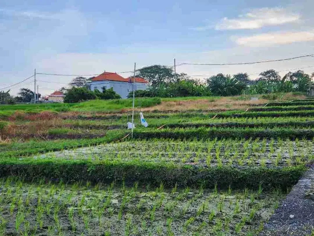 Tanah Murah Dekat Pantai Seseh dengan View Sawah - Image 3 of 7