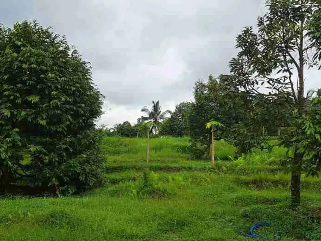 dijual Tanah Kebun Durian, Tabanan, Bali - Image 7 of 10