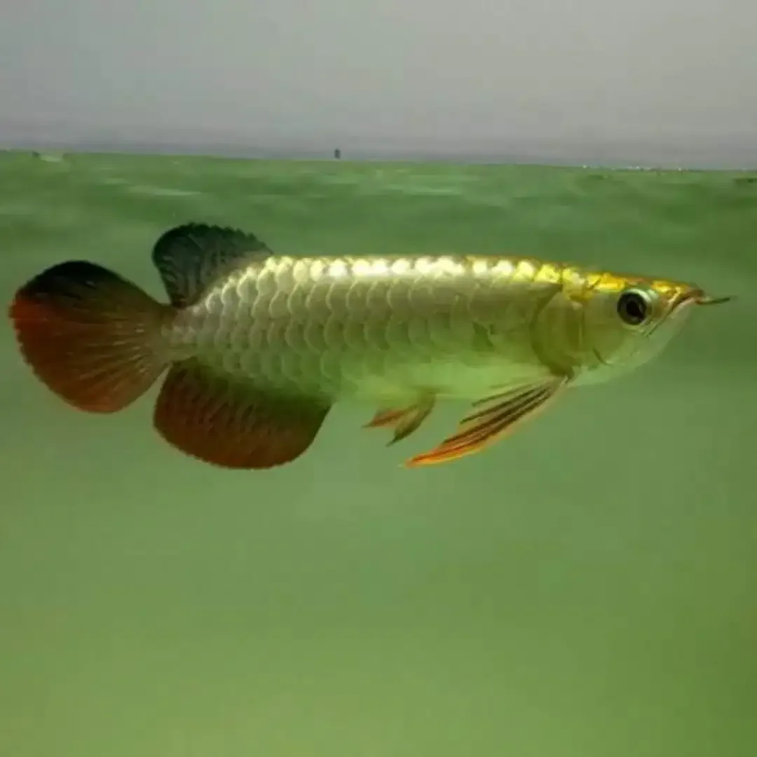Arwana / Arowana Crossback 24K Malaysia - Image 1 of 6