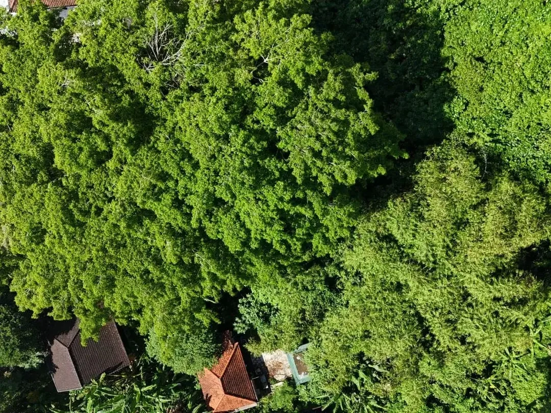 Land For Lease In Central Ubud - Image 4 of 7