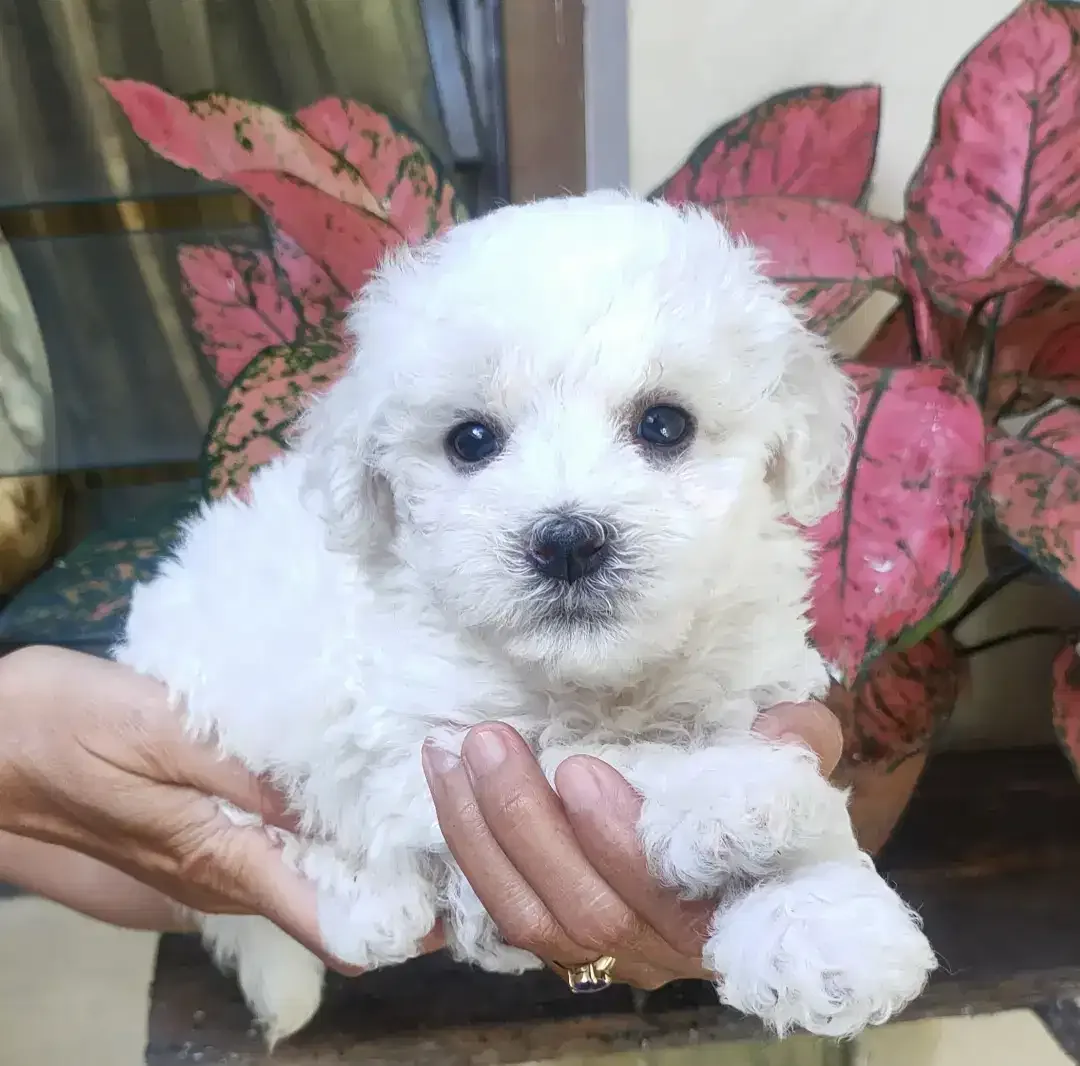 JUAL BICHON FRISE JANTAN STAMBUM VAKSIN KUALITAS BAGUS - Image 1 of 2