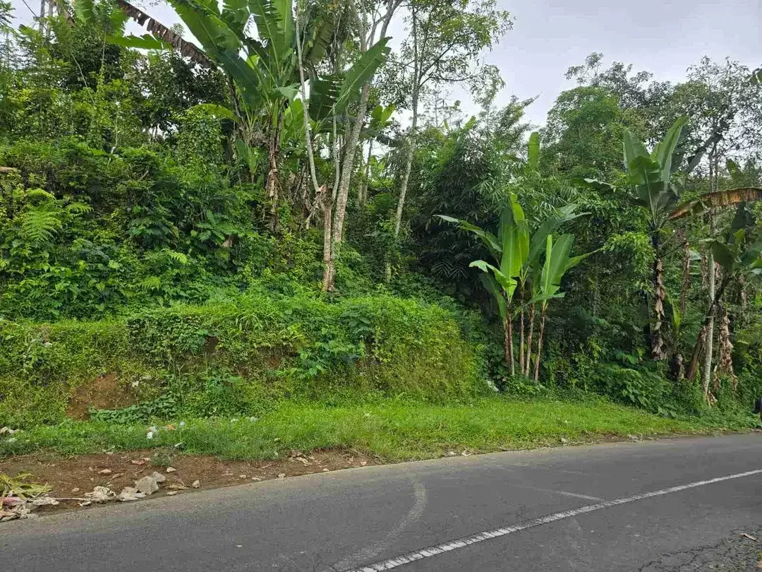 kebun dengan view gunung dan sawah penuh panorama - Image 6 of 9