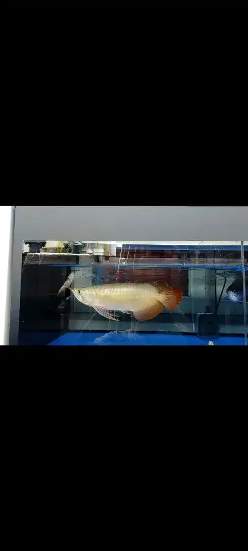 Arwana / Arowana Super Red Semi Short Body Kalimantan - Image 2 of 4