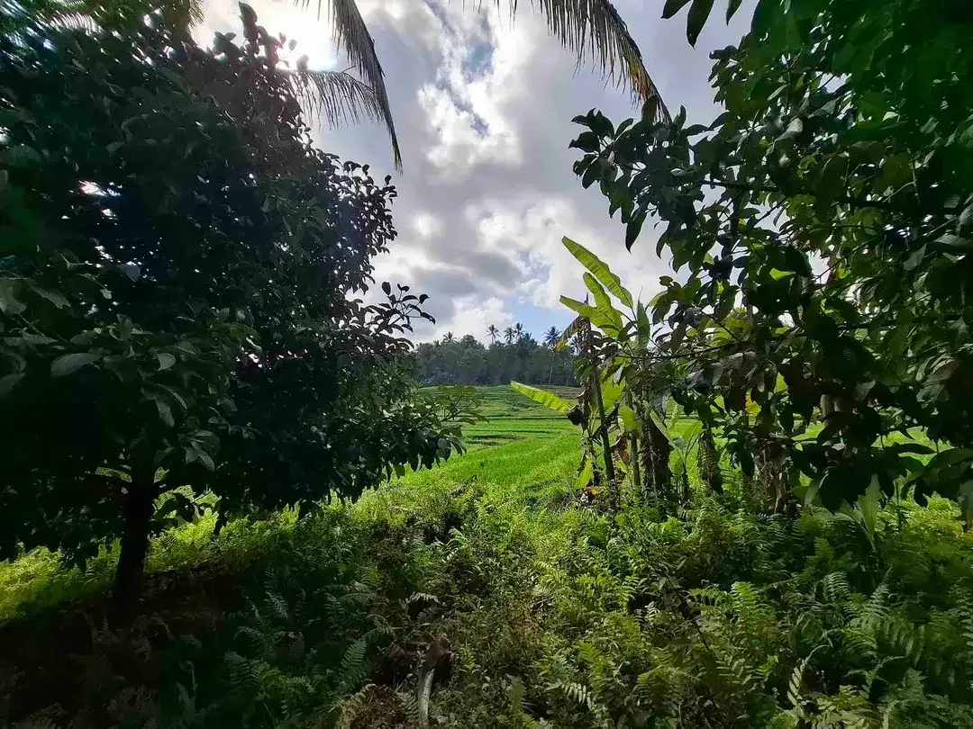 di jual tanah kebun manggis langka dan subur dengan view sawah terasering yang menggelingi lahan - Image 8 of 10