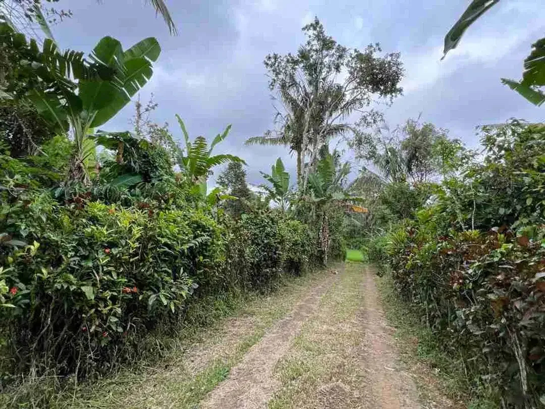jual tanah kebun view sawah, gunung dan los sungai cantik di tabanan bali. - Image 7 of 10