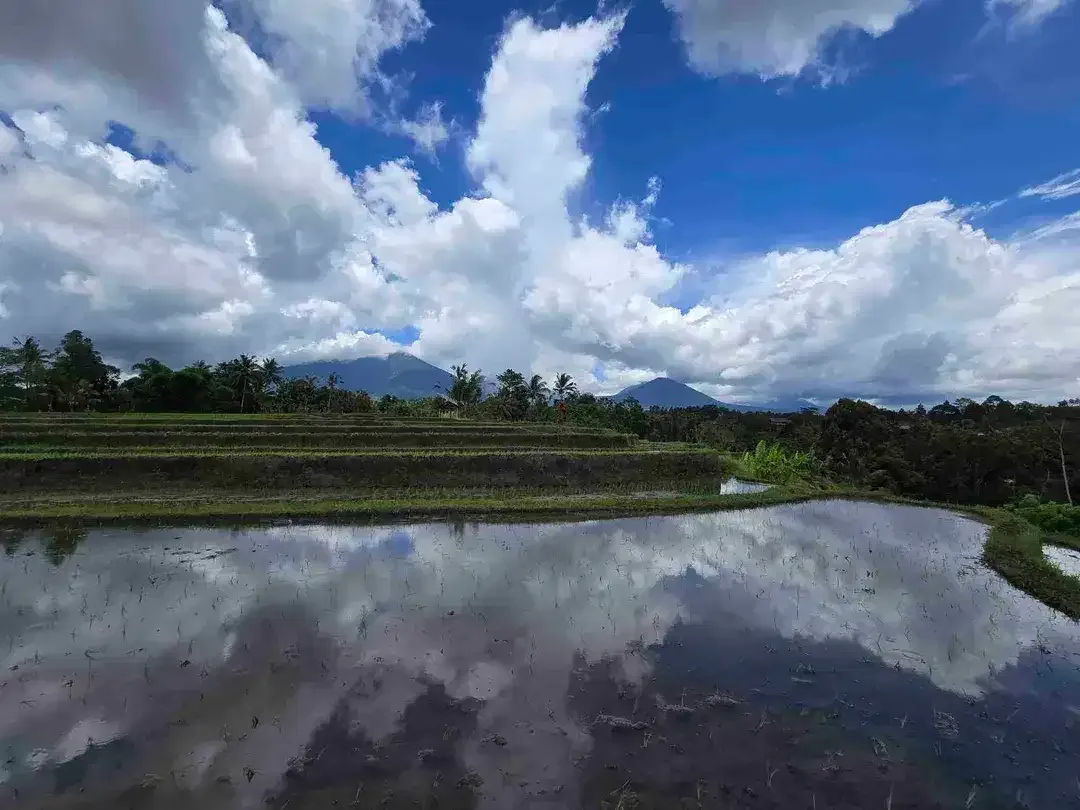 Dijual tanah view sawah dan gunung laut di bali - Image 7 of 10