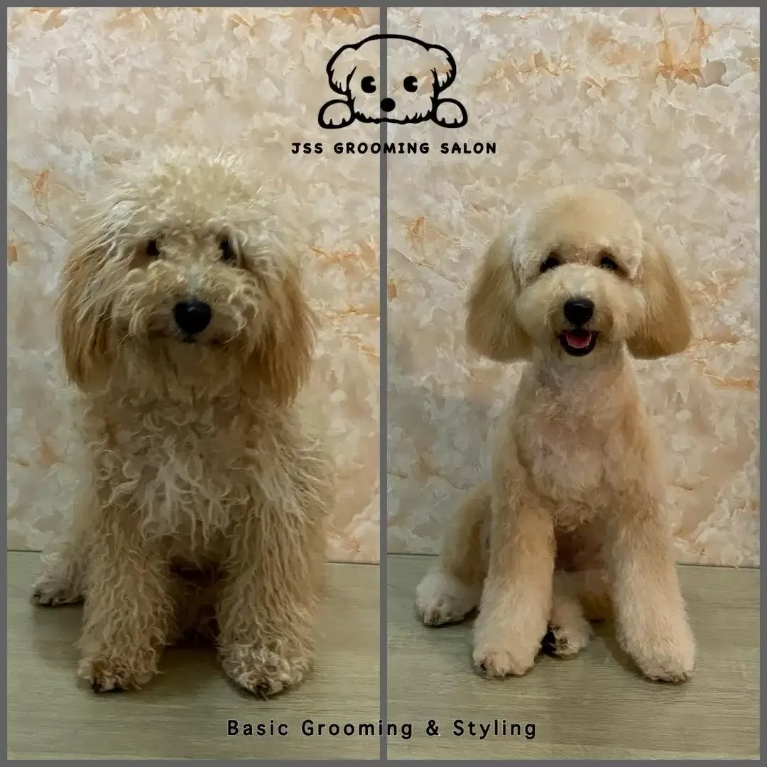 JSS Pet grooming  salon - Image 8 of 9