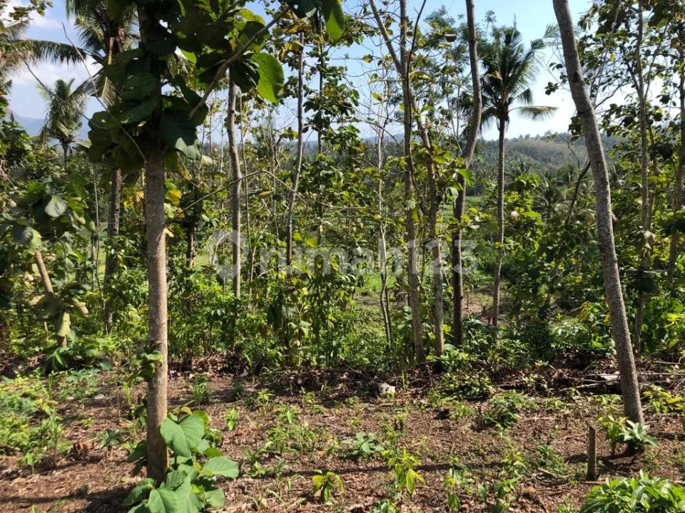 Tanah di Warnasari Jembrana Bali Untuk Perkebunan Dan Peternakan - Image 3 of 4