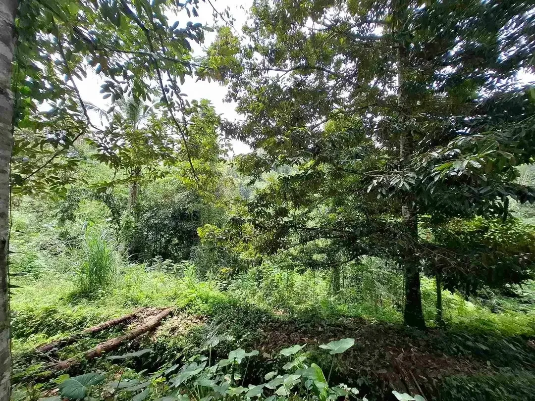 tanah kebun durian murah dan sangat strategis dengan view gunung dan los sungai - Image 4 of 10
