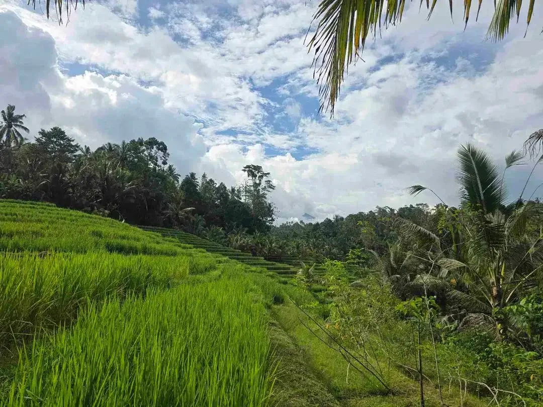 Dijual tanah murah los sungai view sawah terasering dan gunung di bali - Image 6 of 10