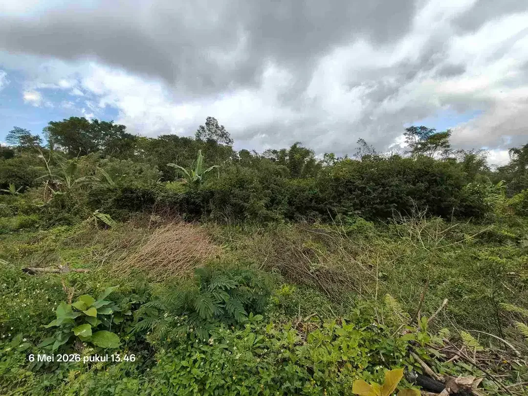 Tanah Kebun bisa untuk Kandang Peternakan di Kintamani Bali - Image 4 of 6