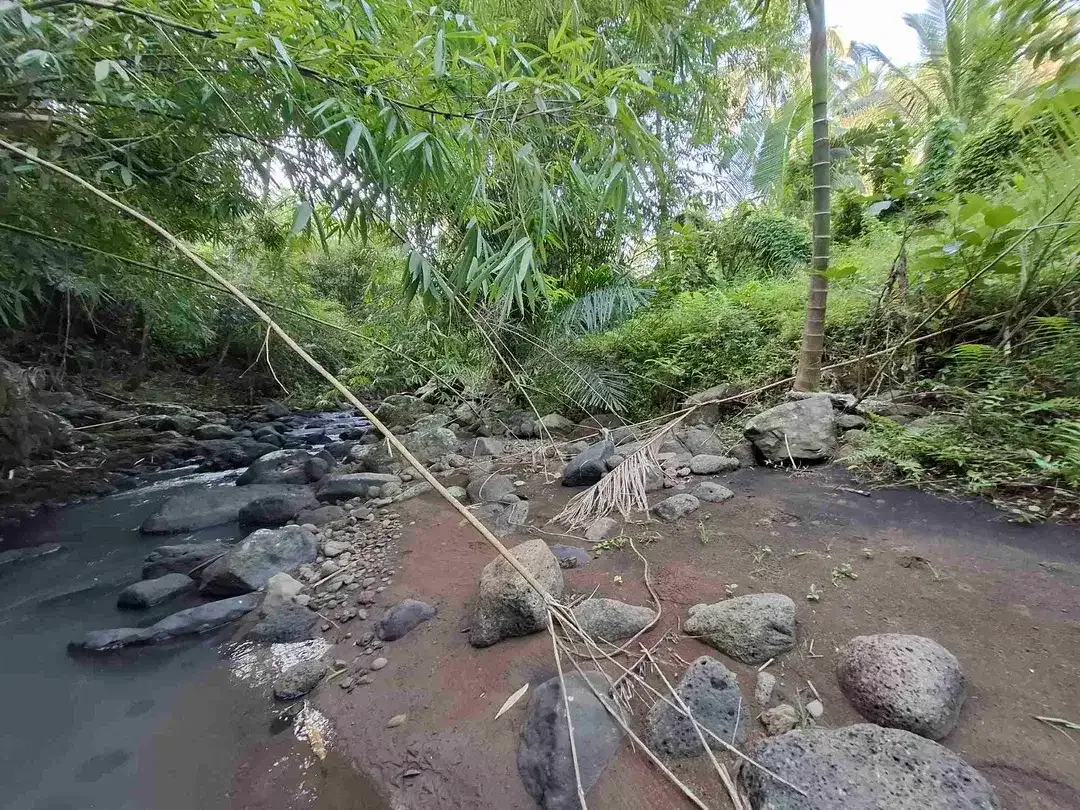 Tanah kebun los sungai jernih berisi banyak pohon kakau dan pohon kelapa di tabanan bali - Image 2 of 10