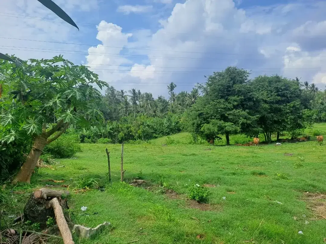 Lahan Istimewa & Prospektif: Tanah Luas 9.725 m² dengan View Gunung & Akses Strategis Denpasar–Gilimanuk - Image 5 of 5