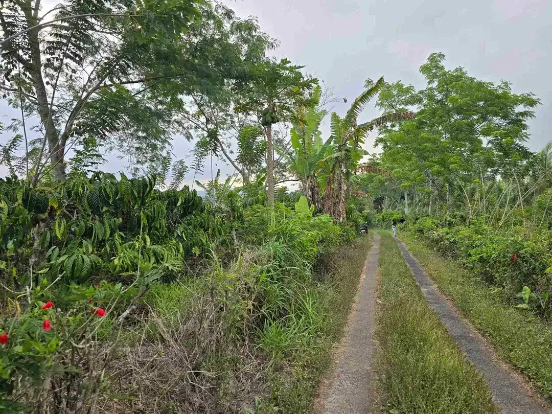 Dijual murah kebun kopi siap panen di pupuan tabanan bali - Image 9 of 10