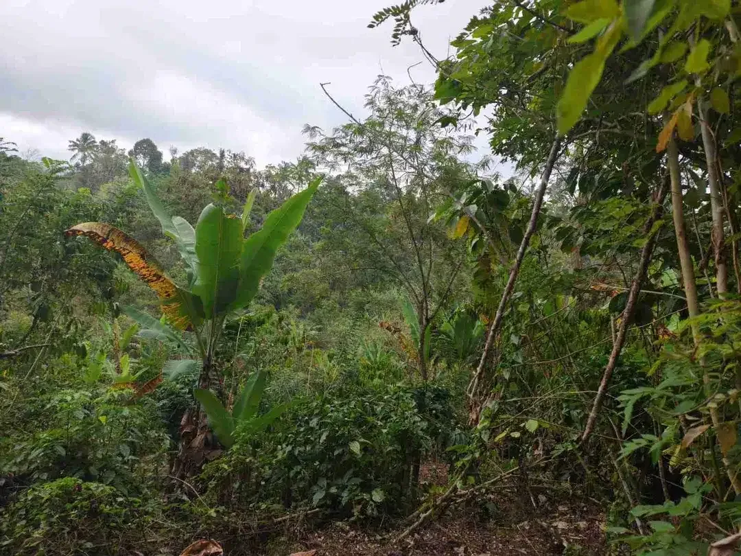 Tanah 4.550m² Full View Jungle di Pupuan Tabanan - Image 2 of 10