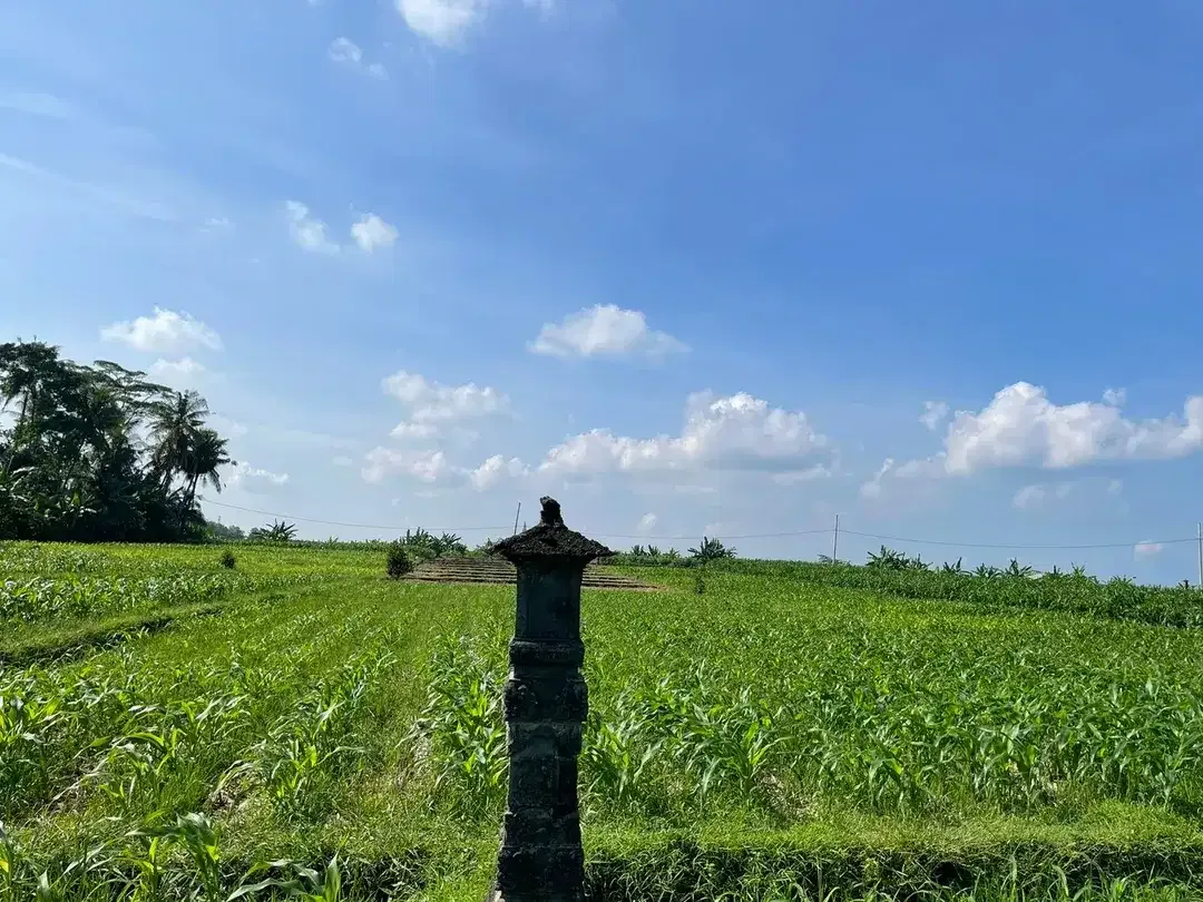 Land Freehold 1230 Sqm in Tibu Biu Tabanan - Image 2 of 9