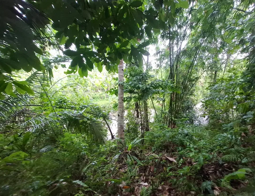 Dijual tanah dekat pantai surfing di medewi jembrana - Image 2 of 9