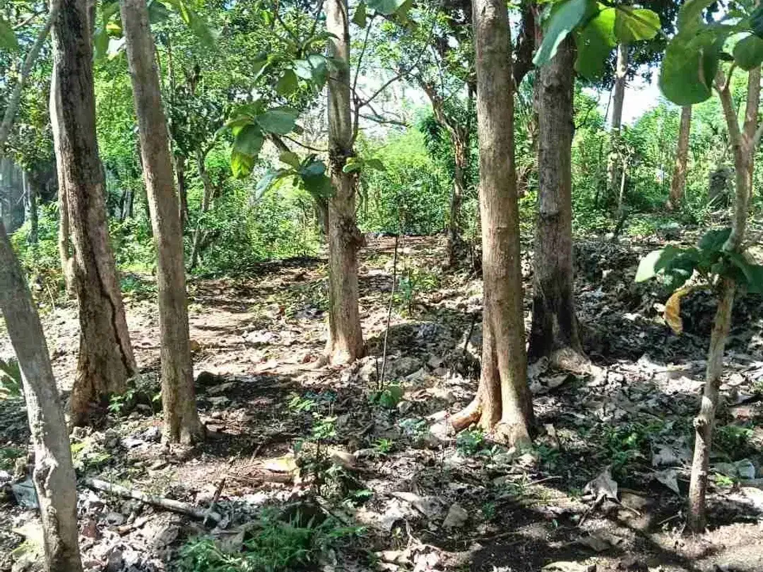 dijual tanah 26,77 are dekat Savaya villa Pecatu IDR 550 juta /are - Image 2 of 10