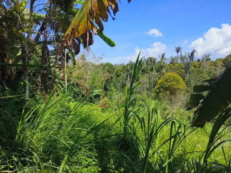Dijual tanah murah dengan air terjun di bali - Image 7 of 10