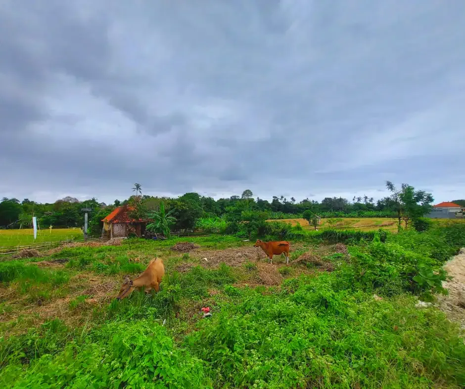 DIJUAL TANAH VIEW SAWAH LOKASI BERAWA CANGGU - Image 5 of 9