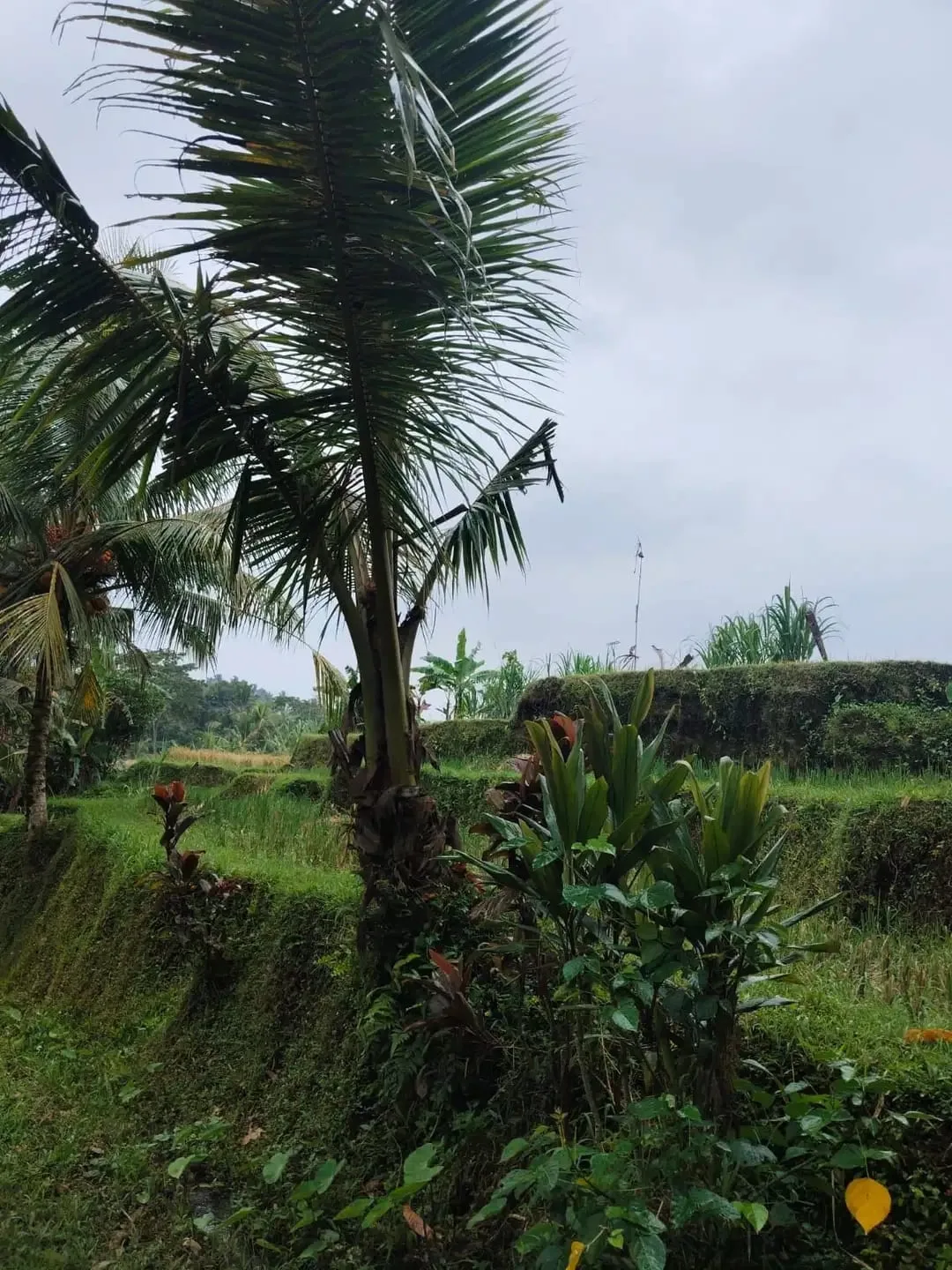 Tanah 5200m² View Jungle dan Sawah Eksotis di Kendran Ubud - Image 9 of 10