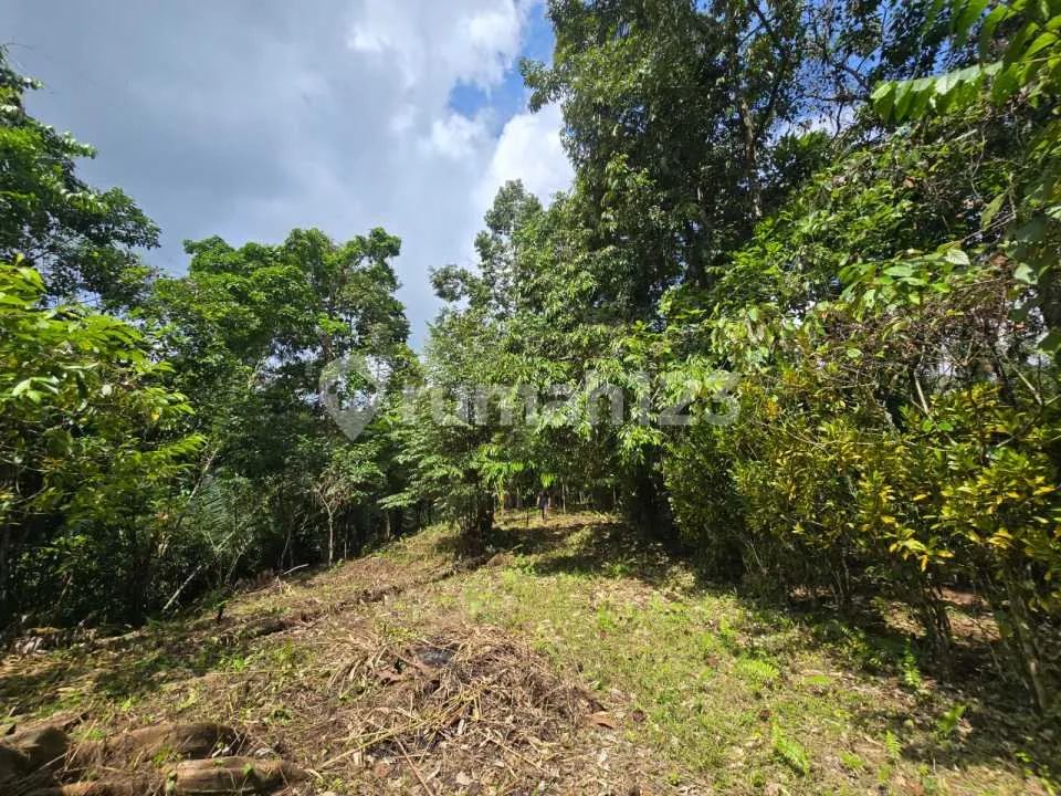 Dijual Tanah Kebun Durian Murah Dibawah Pasar Ditabanan - Image 3 of 4