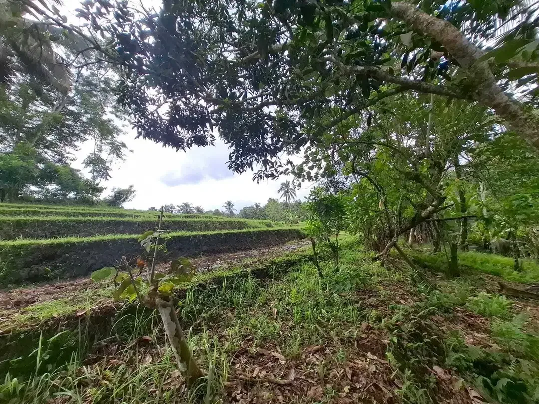 Dijual murah tanah kebun view sawah dan los sungai - Image 1 of 10