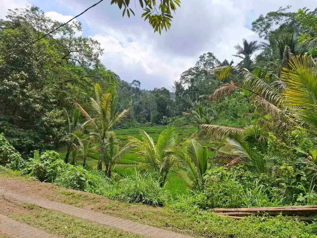 Dijual tanah kebun kopi berisi sumber mata air jernih atau artesis yang mengalir dengan view sawah dan los sungai kecil berbatu - Image 7 of 8