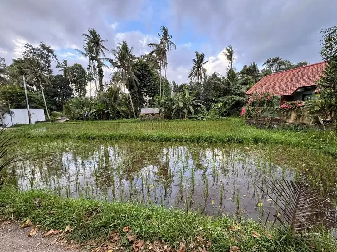 Tanah View Sawah Indah di Singakerta Ubud Bali - Image 6 of 8
