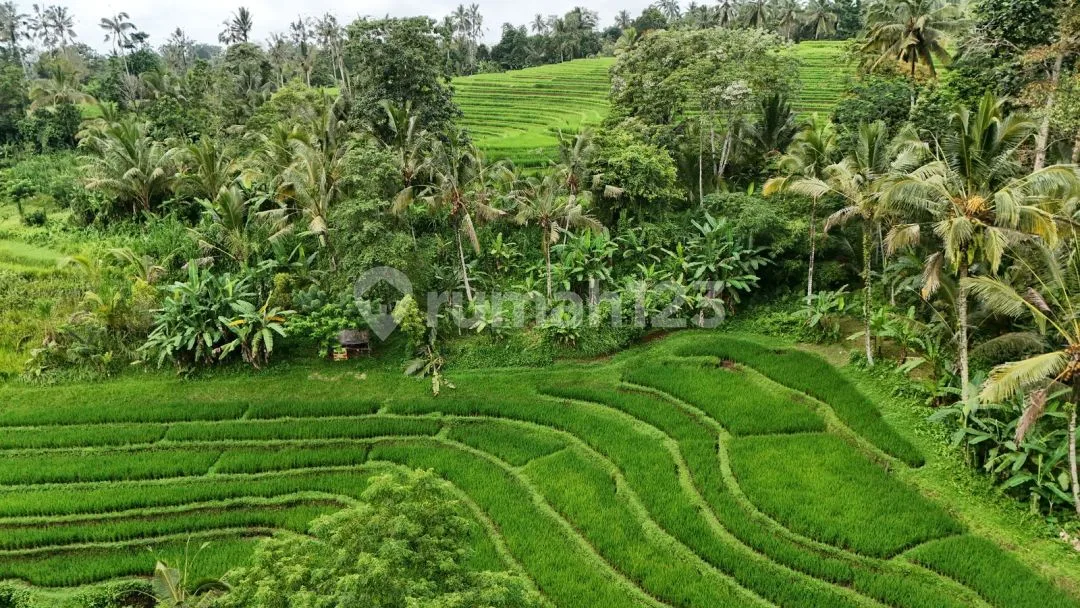 Jual Tanah View Sawah Cantik Murah Di Tabanan Bali - Image 1 of 4