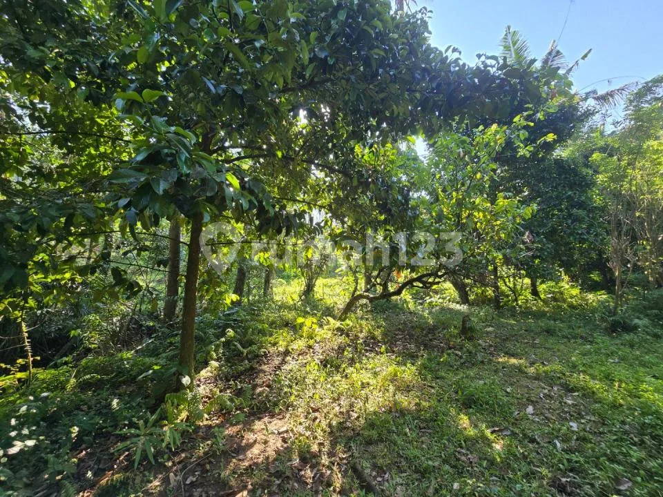 Dijual Murah Tanah Kebun.manggis Los Sungai View Sawah Dekat Villa di Tabanan Bali - Image 4 of 4