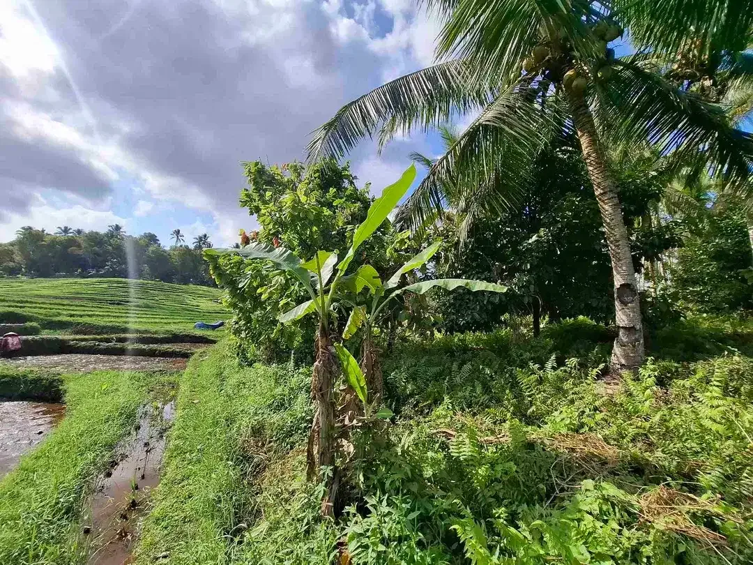di jual tanah kebun manggis langka dan subur dengan view sawah terasering yang menggelingi lahan - Image 5 of 10