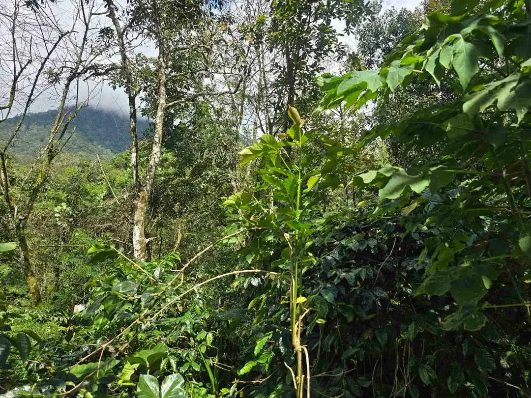 DIJUAL TANAH KEBUN KOPI ARABICA VIEW LAUT DAN GUNUNG DI TABANAN BALI - Image 10 of 10