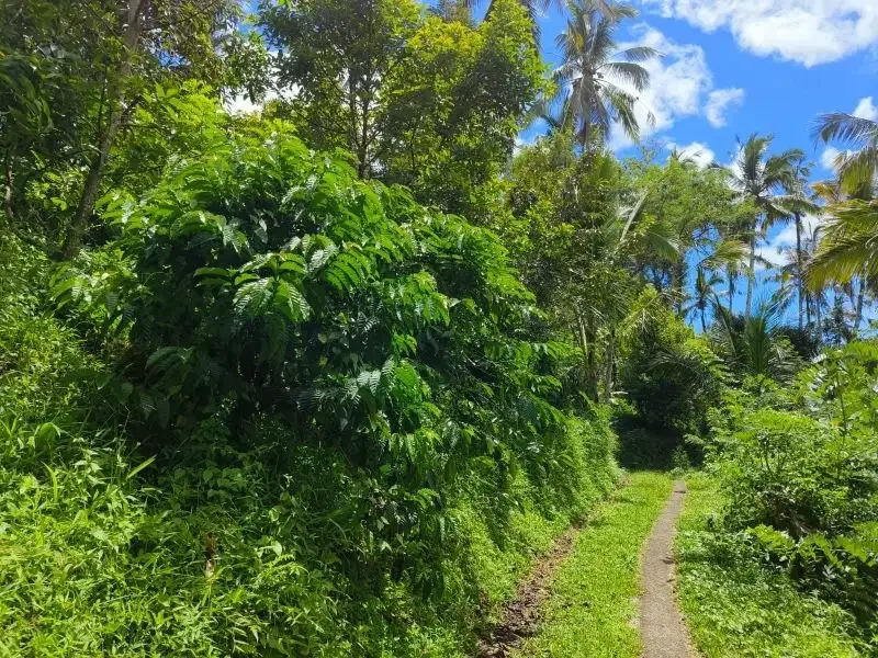 tanah kebun durian murah ditabanan bali - Image 4 of 10