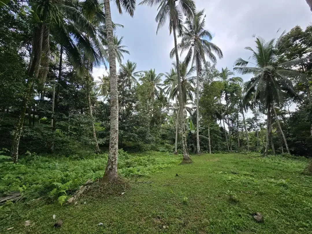 Dijual tanah dengan  sungai view sawah terasering bali - Image 5 of 10