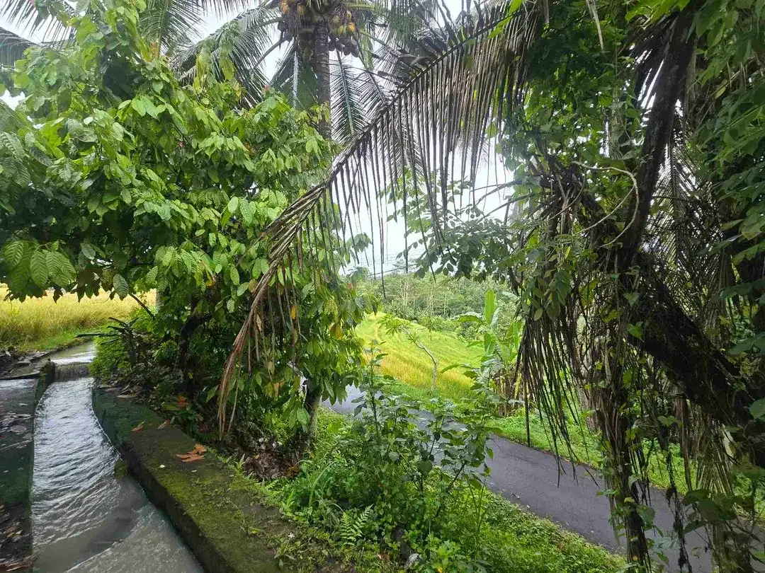 Dijual tanah view exotik sawah dan gunung di tabanan bali - Image 5 of 10