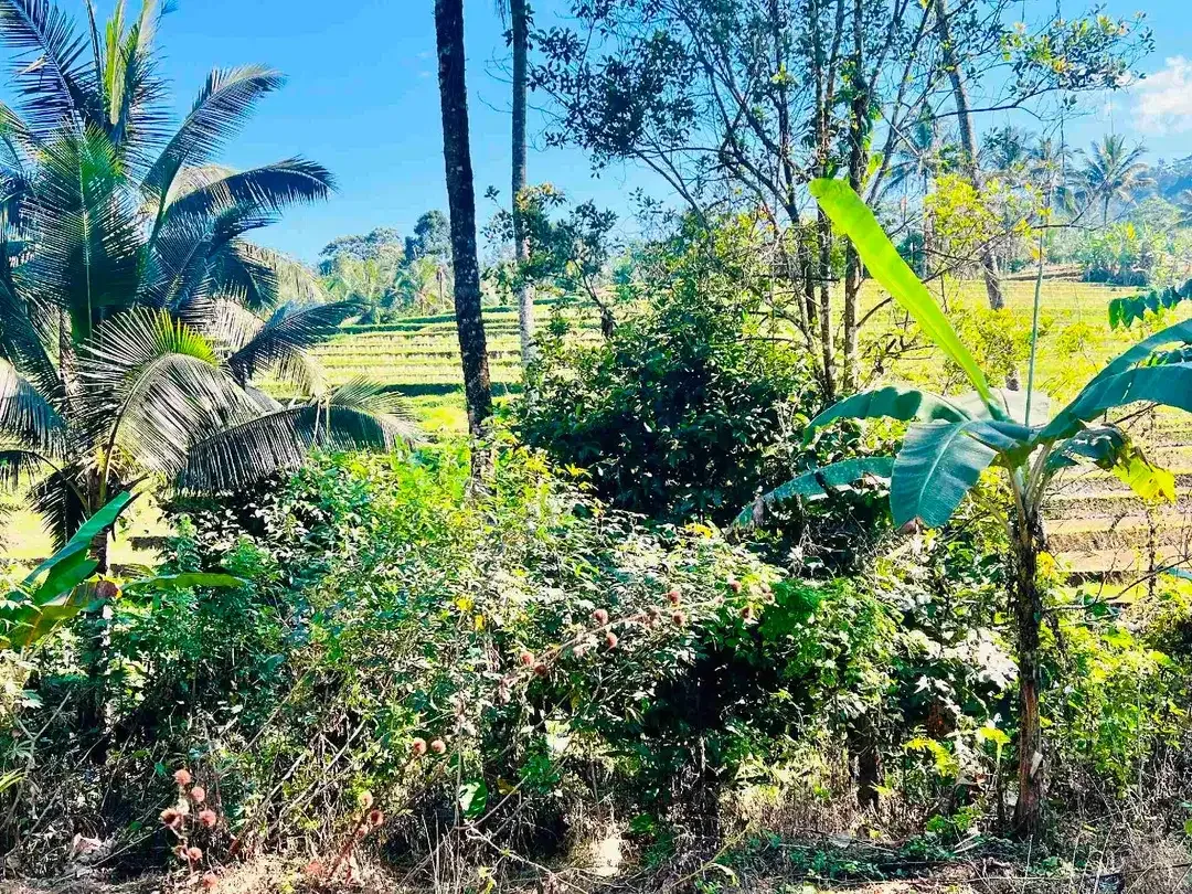 jual tanah Luas 950 m² harga 380 juta global, kawasan villa jarang ada, di tabanan bali. - Image 2 of 10