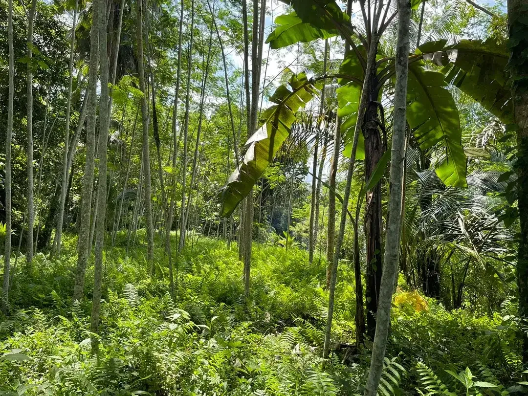 Leasehold land 8857 Sqm In Great Location Ubud - Image 10 of 10