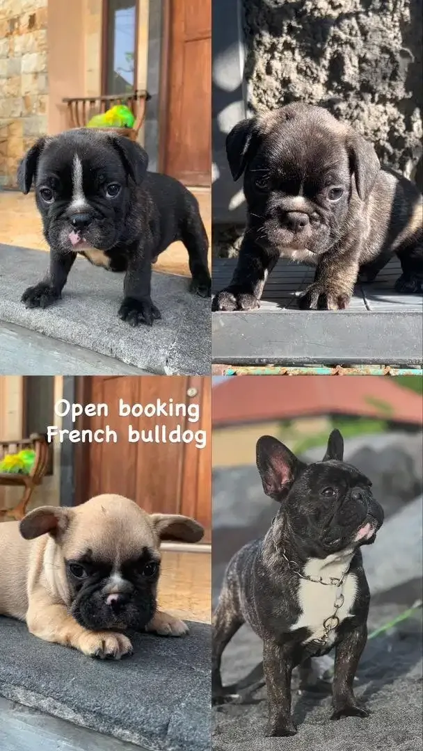 French bulldog male - Image 1 of 1
