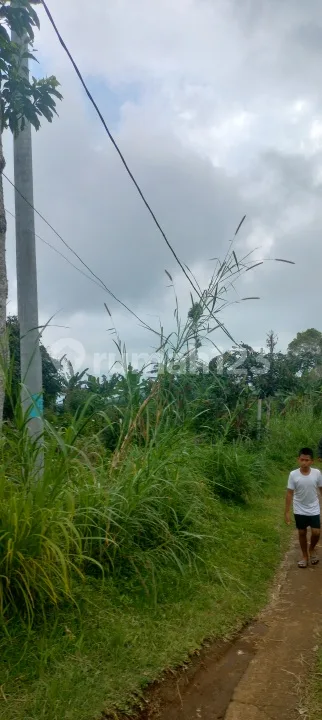 5 Ha Bagus Untuk Perkebunan Di Asah Gobleg - Image 3 of 4