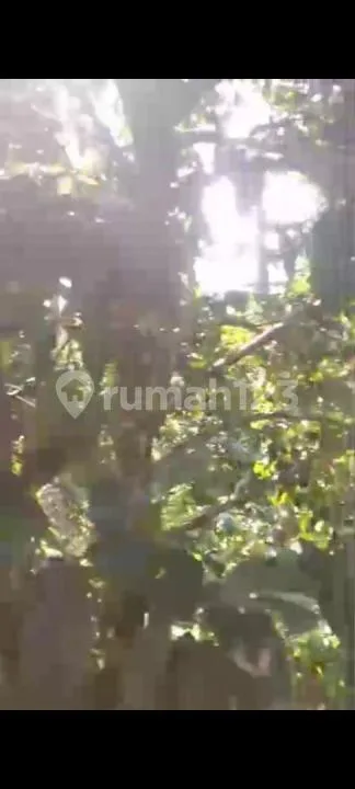 Tanah Kebun Murah, di Selemadeg Tabanan - Image 2 of 4