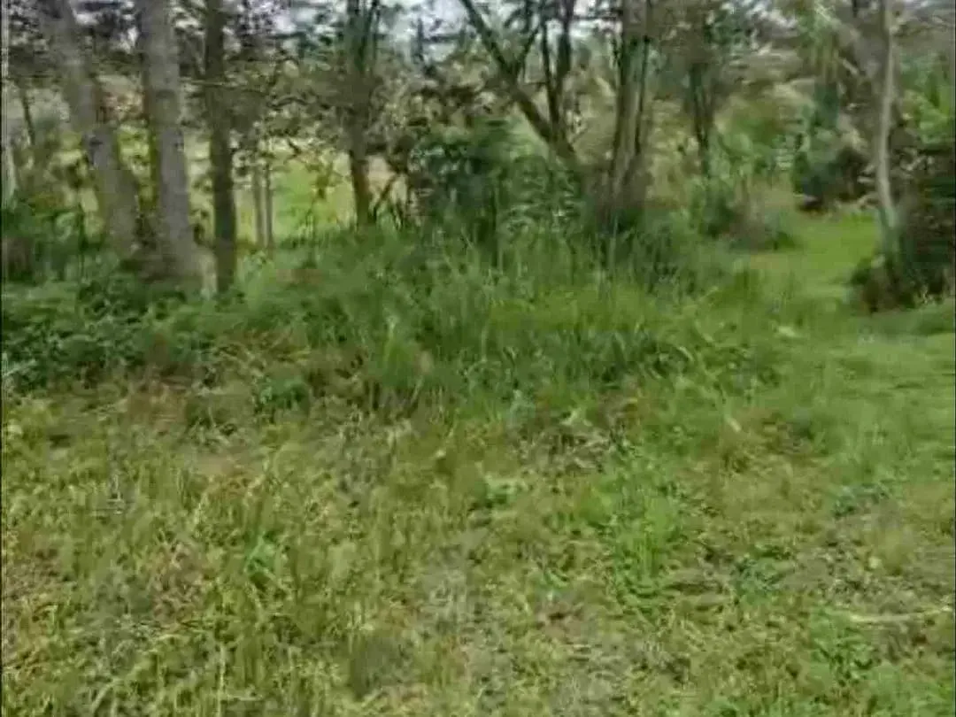 Jual Tanah kebun 33,6are jalan 8 aspal di Payangan Gianyar Ubud Bali - Image 7 of 10