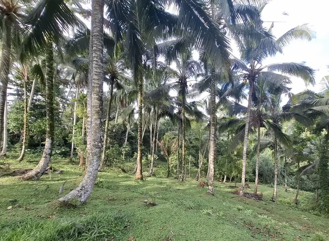 Dijual tanah kebun kelapa - Image 5 of 9