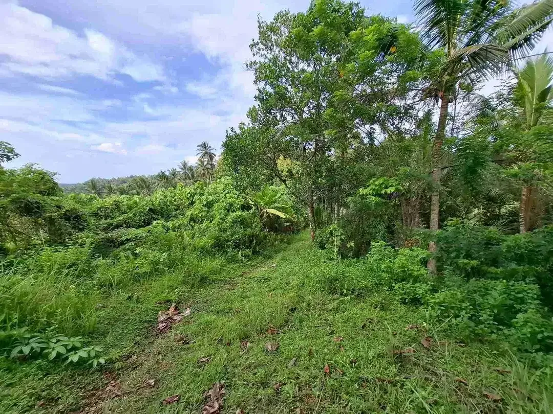 Dijual tanah murah los sungai dekat villa di bali - Image 10 of 10
