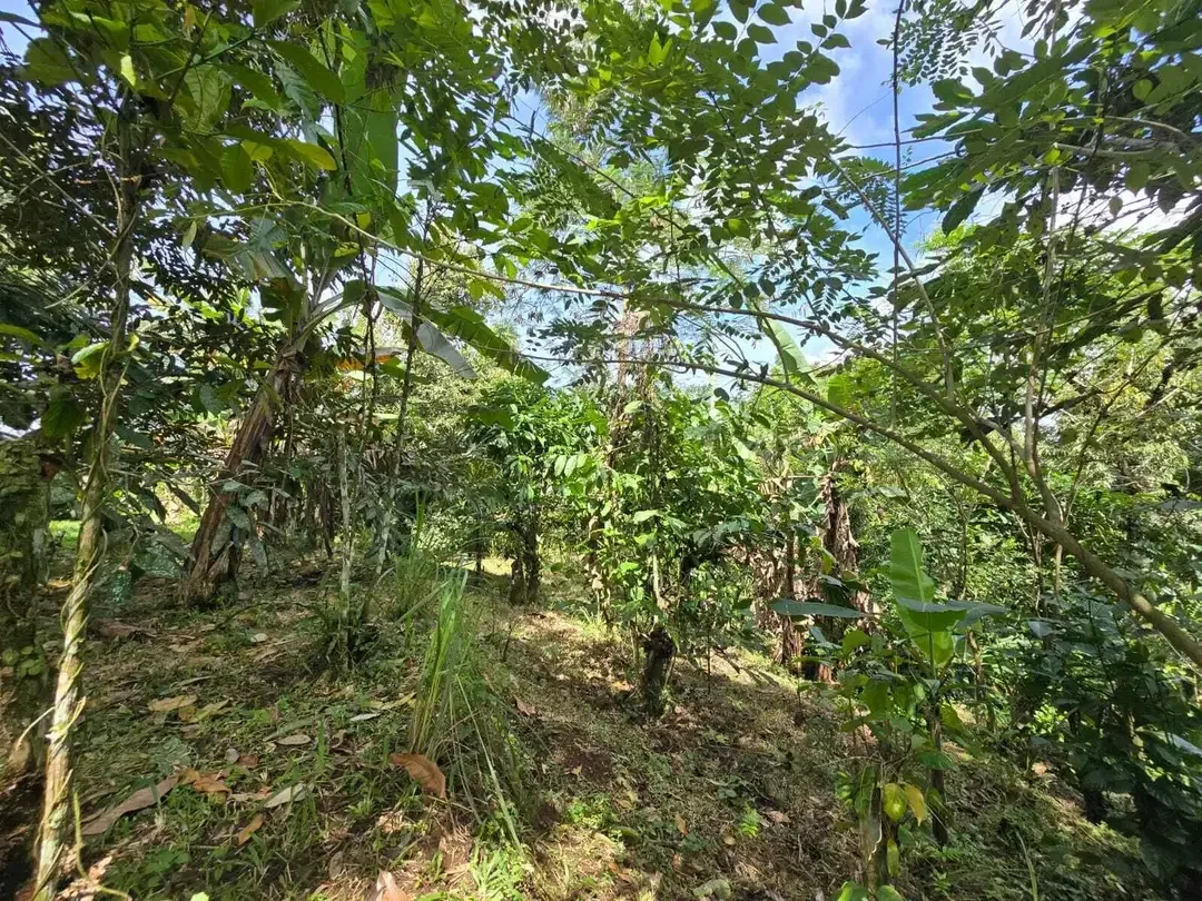 Dijual tanah kebun kopi view sawah dan lembah di tabanan bali - Image 8 of 10