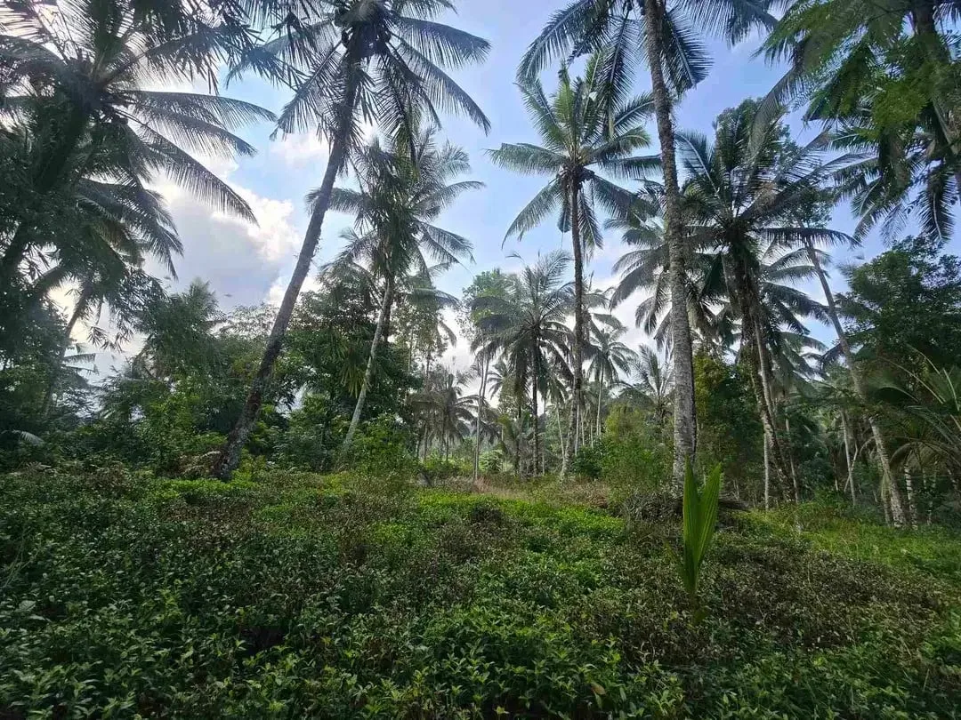 Butuh uang cepat dijual tanah datar view sawah di tabanan bali - Image 6 of 10