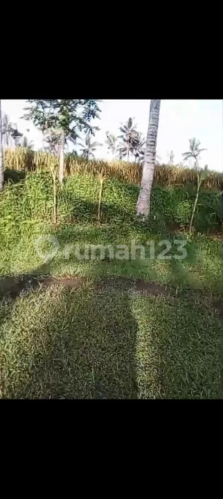 Tanah Murah Lingkungan Wissta Yg Nyaman di Ubud - Image 4 of 4