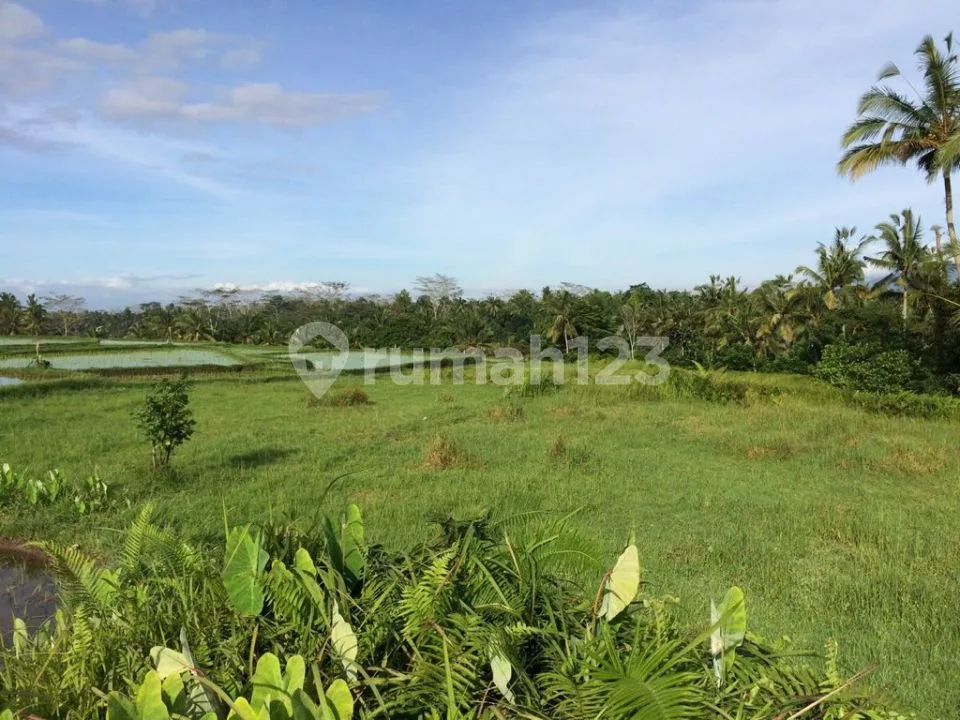 Dijual Tanah View Sawah Cocok Buat Resort ,villa, Gianyar - Image 4 of 4