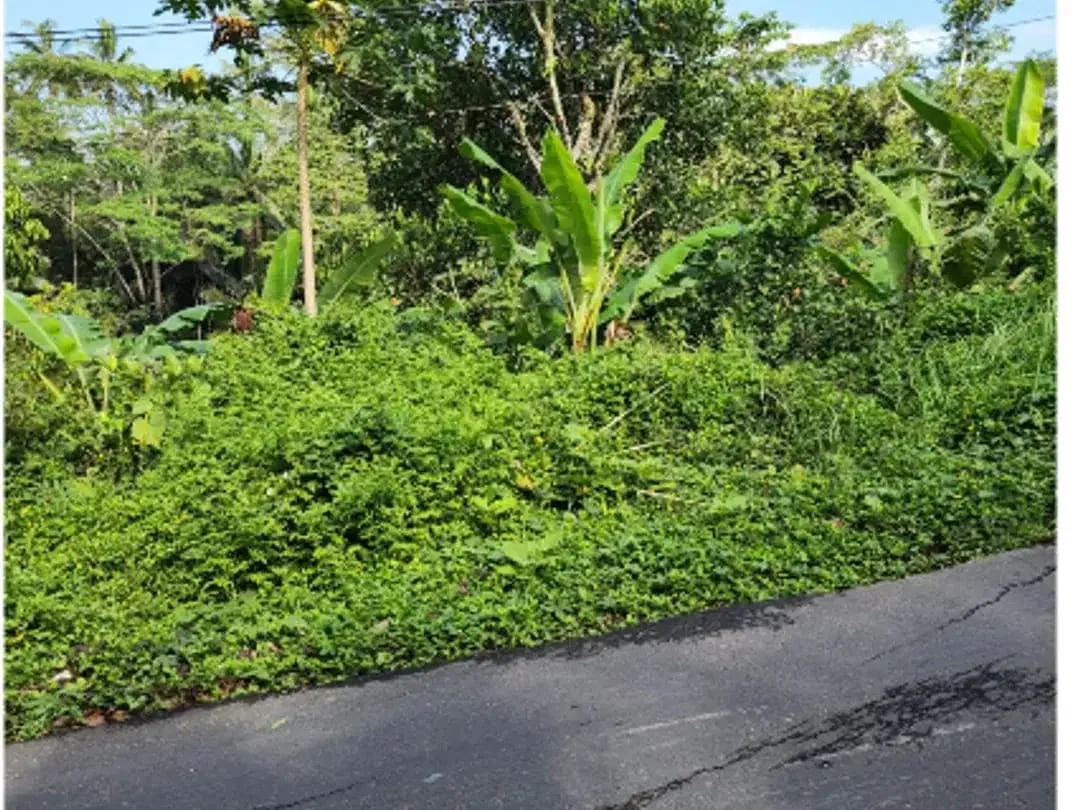 Tanah 6 Are di Tegalalang Ubud - Image 2 of 10